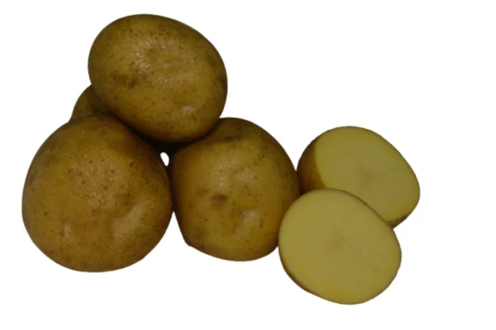 Продажа насіннєвої картоплі сорту Скарбниця- фото № 1