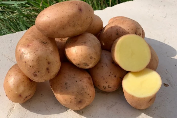 Продажа насіннєвої картоплі сорту Мирослава- фото № 1