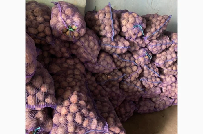 Продажа товарної і насіннєвої картоплі- фото № 1