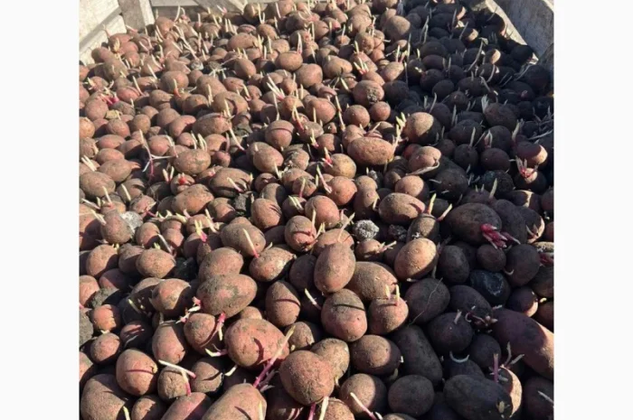 Продаж семенний картоплі Алюетт- фото № 1