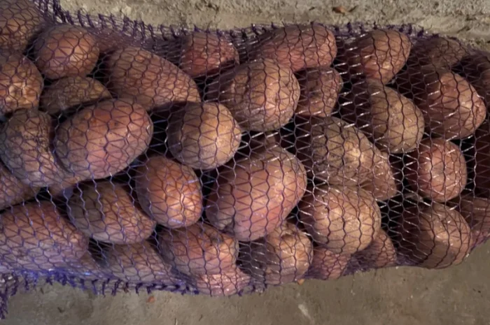 Куплю картошку разных сортов- фото № 1