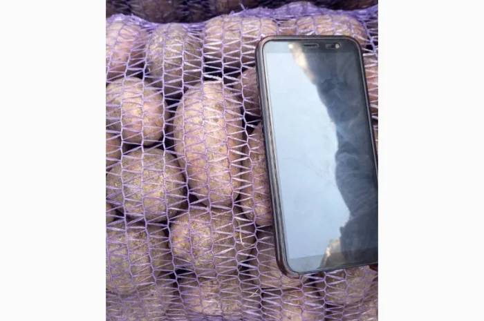 Продаю картоплю крупну і посадкову- фото № 1