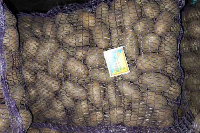 Продаю картоплю крупну і посадкову- фото № 2