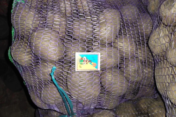 Продаю картоплю крупну і посадкову- фото № 3