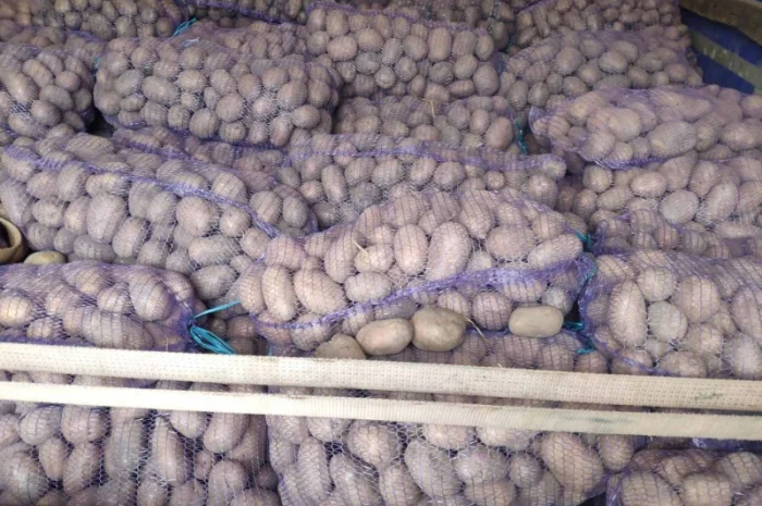 Куплю товарную картошку урожая 2024 года- фото № 4