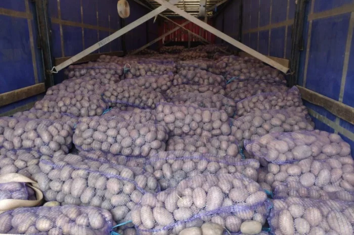 Куплю товарную картошку урожая 2024 года- фото № 5
