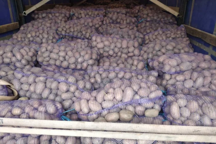 Куплю товарную картошку урожая 2024 года- фото № 6