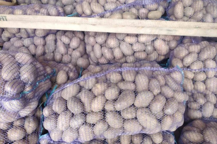 Куплю товарную картошку урожая 2024 года- фото № 7