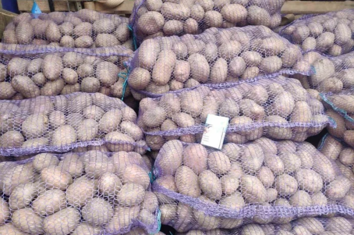 Куплю товарную картошку урожая 2024 года- фото № 8