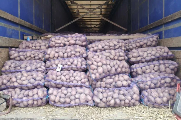 Куплю товарную картошку урожая 2024 года- фото № 1