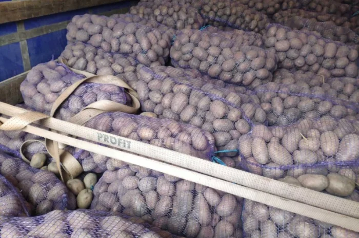 Куплю товарную картошку урожая 2024 года- фото № 2