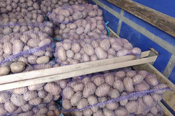 Куплю товарную картошку урожая 2024 года- фото № 3