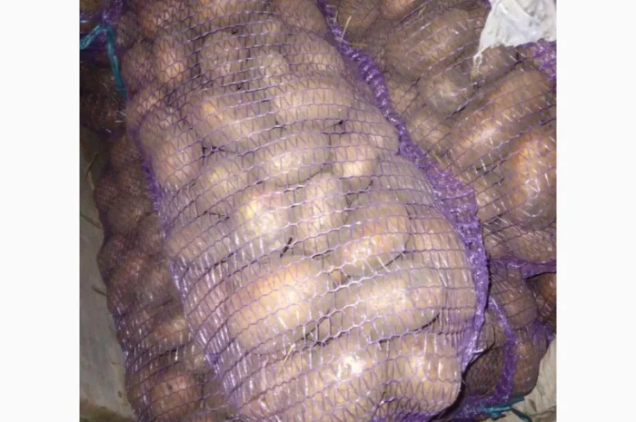 Картошка различных сортов- фото № 1