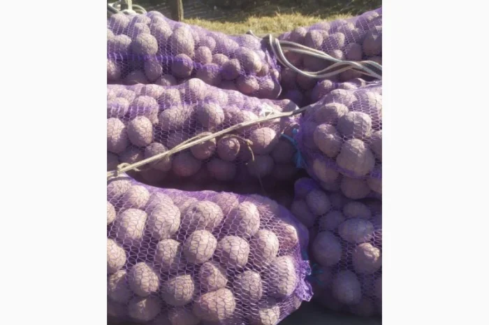 Картошка различных сортов- фото № 2