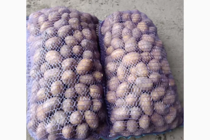 Продажа картофеля столового, фасованного в сетку- фото № 1