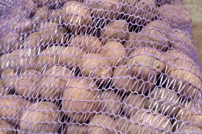 Продаж Насіння Арізона без хвороб- фото № 1