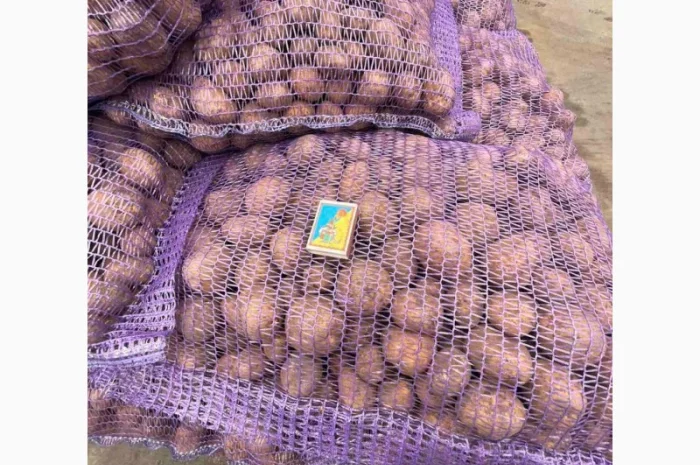 Продаж Насіння Арізона без хвороб- фото № 3