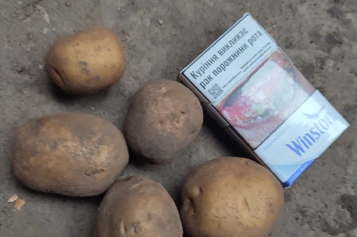 Продаж Насіння Арізона без хвороб- фото № 5