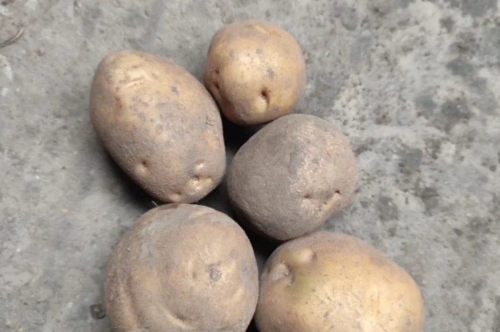 Продаж Насіння Арізона без хвороб- фото № 6