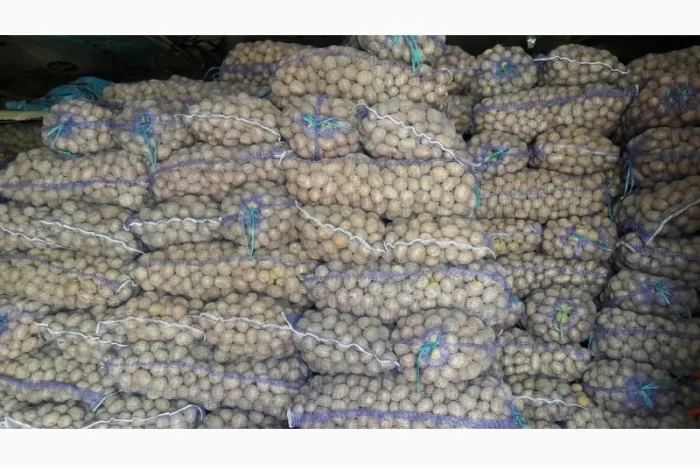 Картопля Рів'єра на продажу- фото № 1