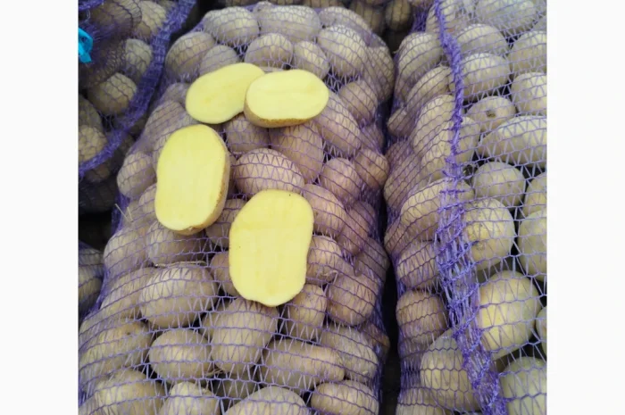 Куплю картоплю сорт Белароса, Мелоді- фото № 1