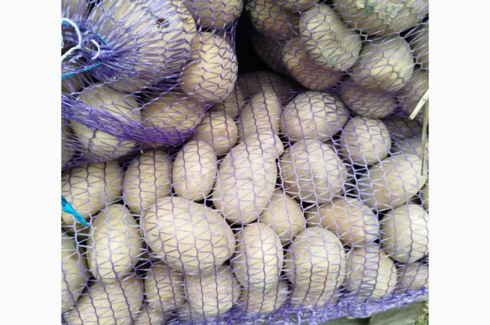 Куплю картоплю сорт Белароса, Мелоді- фото № 2