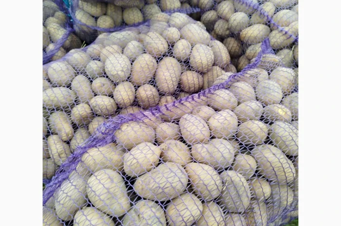 Куплю картоплю сорт Белароса, Мелоді- фото № 3