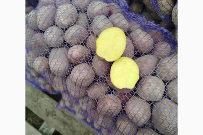 Куплю картоплю сорт Белароса, Мелоді- фото № 4