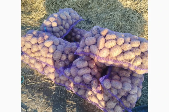 Продається картопля жовта та червона- фото № 1