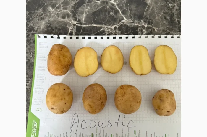 Пропоную насіння картоплі з Литви- фото № 3