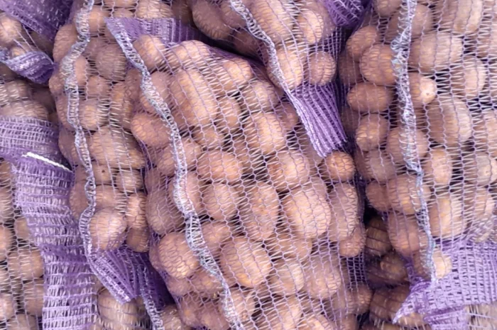 Продажа картофеля сорт Коломбо и Ред Леди- фото № 1
