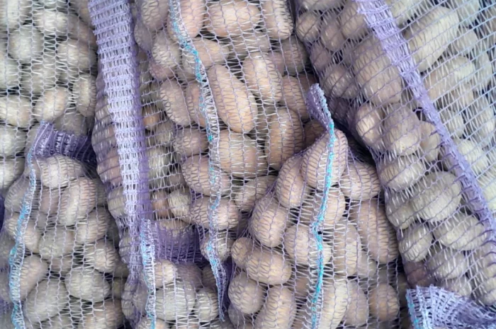 Продажа картофеля сорт Коломбо и Ред Леди- фото № 2