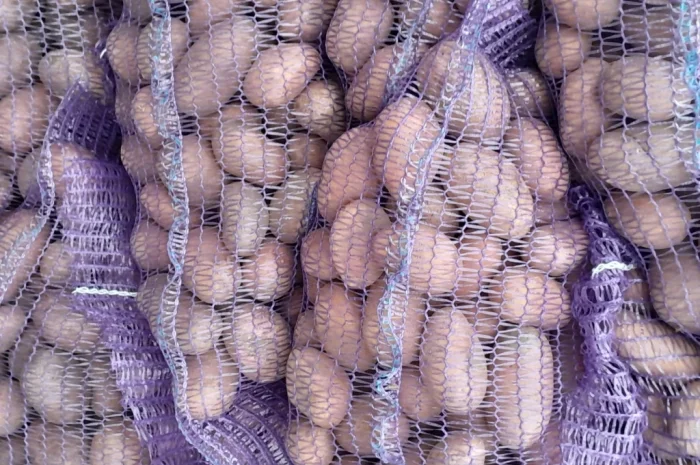 Продажа картофеля сорт Коломбо и Ред Леди- фото № 9