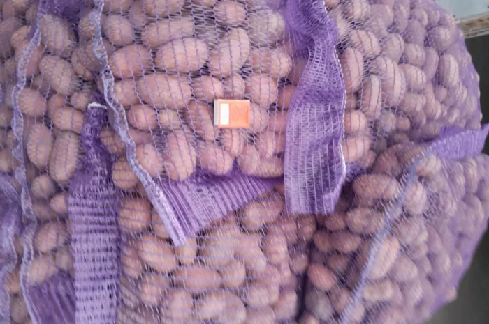 Продажа картофеля сорт Коломбо и Ред Леди- фото № 8