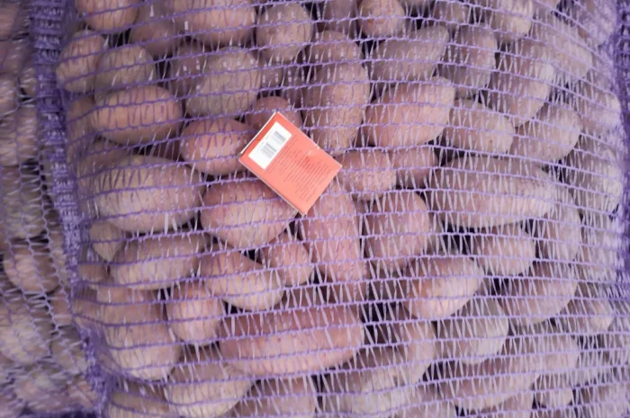 Продажа картофеля сорт Коломбо и Ред Леди- фото № 4