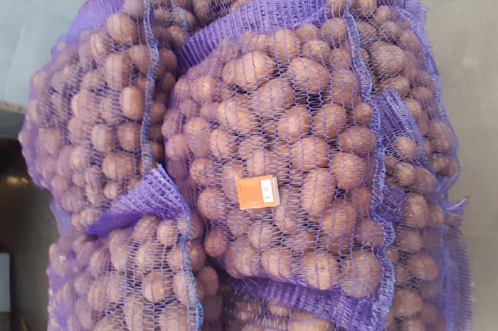 Продажа картофеля сорт Коломбо и Ред Леди- фото № 16