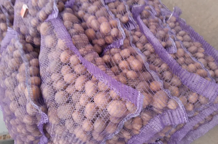 Продажа картофеля сорт Коломбо и Ред Леди- фото № 14