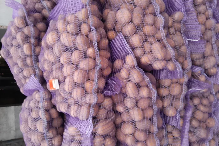 Продажа картофеля сорт Коломбо и Ред Леди- фото № 13