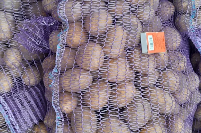 Продажа картофеля сорт Коломбо и Ред Леди- фото № 12