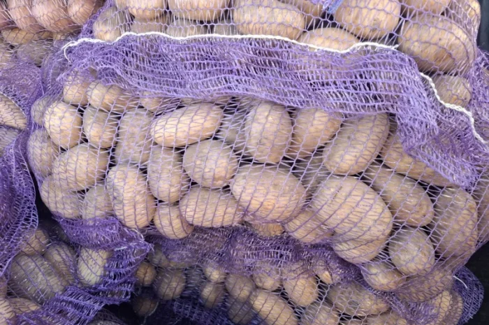 Продажа семенного картофеля сорта Ривьера- фото № 3