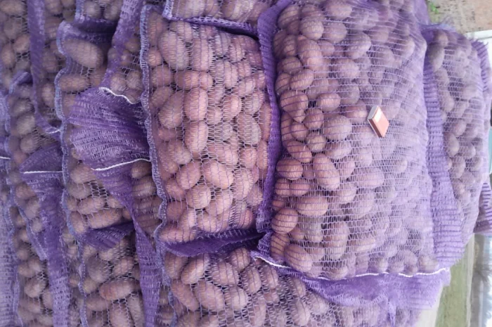 Куплю картоплю сорт Коломбо і Ред Леді- фото № 12