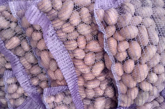 Куплю картоплю сорт Коломбо і Ред Леді- фото № 5