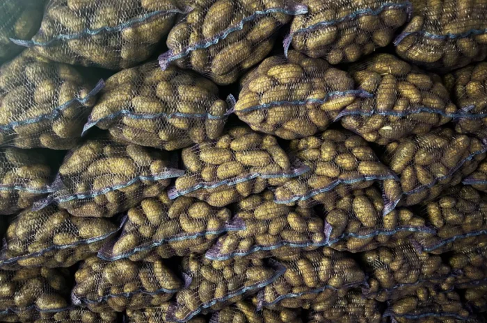 Картопля Гранада, доставка до 7 тонн- фото № 2