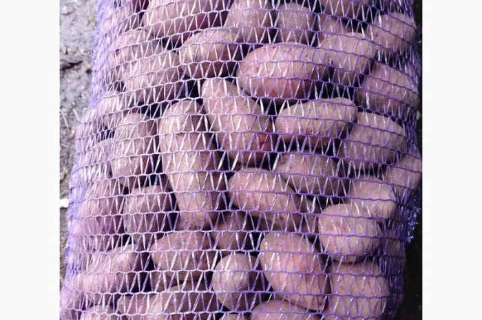 Продаж посадкової картоплі різних сортів- фото № 1