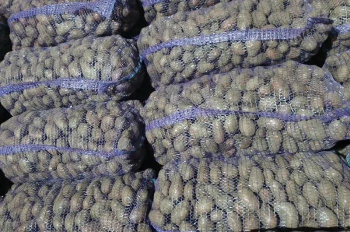 Продаж посадкової картоплі різних сортів- фото № 2