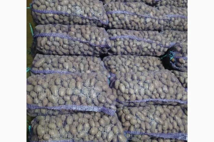 Продаж посадкової картоплі різних сортів- фото № 3