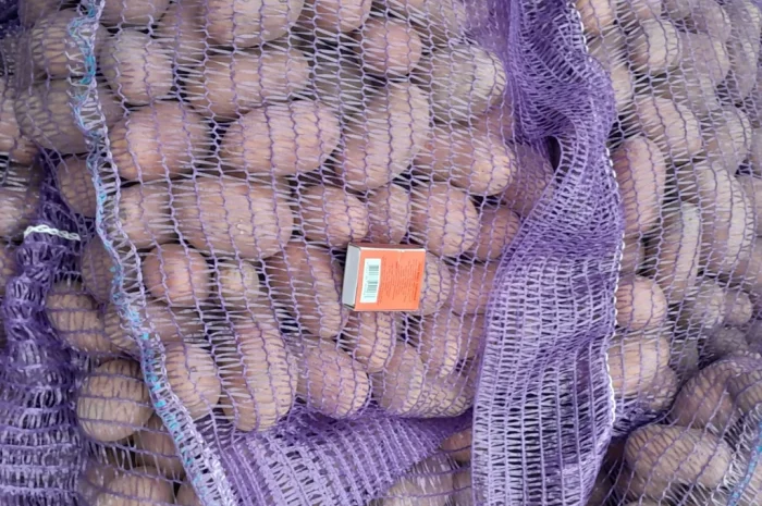 Продажа картофеля сорт Коломбо и Ред Леді- фото № 10