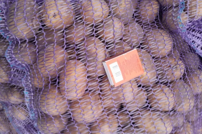 Продажа картофеля сорт Коломбо и Ред Леді- фото № 18