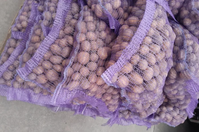 Продажа картофеля сорт Коломбо и Ред Леді- фото № 16