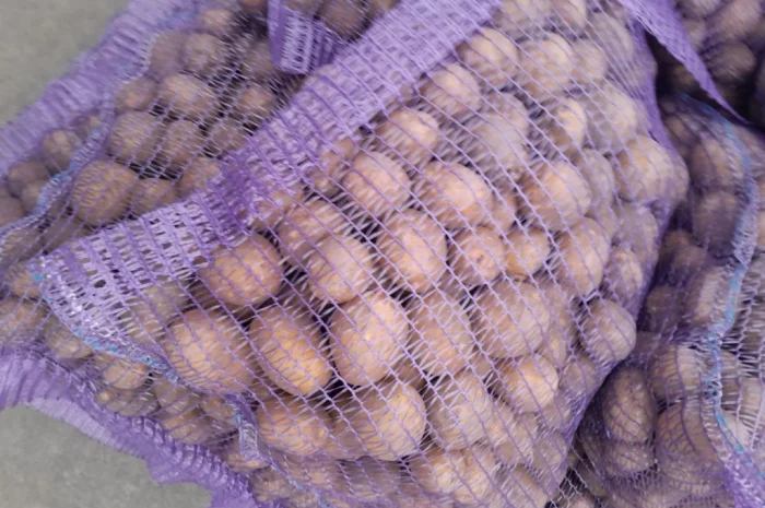 Продажа картофеля сорт Коломбо и Ред Леді- фото № 14